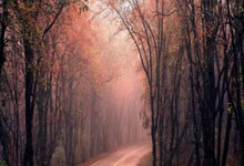 狗狗美容师怎么考证需要多少钱,狗狗美容师需要什么条件