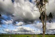 世界名犬介绍及图片大全视频讲解,世界名犬图片大全排行 前十名